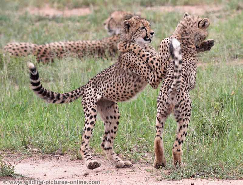 Cheetah cubs play fighting