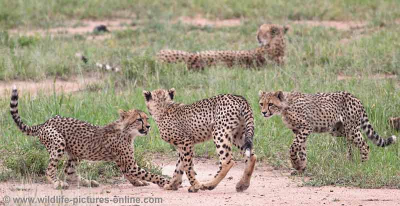 Trio of cheetah cubs ready to play fight