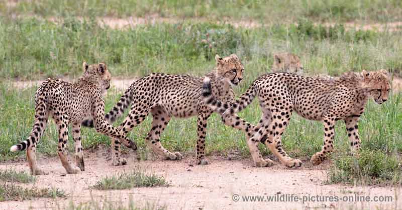 Cheetah cubs learning hunting techniques