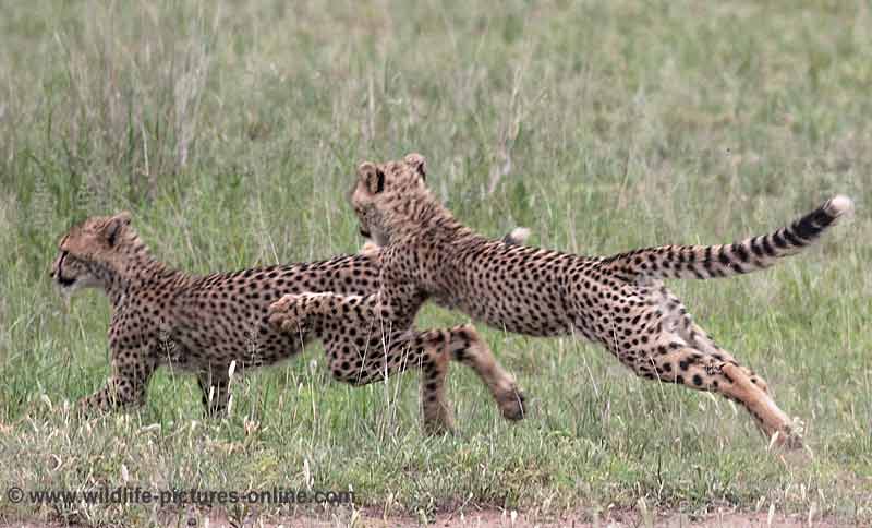 Cheeta cubs chasing each other