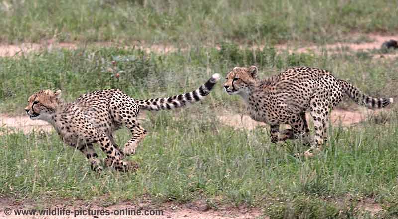 Cheetah cubs practicing chasing down prey