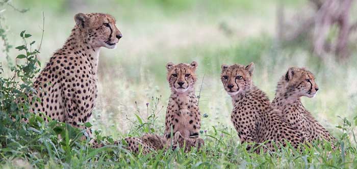 Cheetah mother and sub-adult cubs, Kruger National park