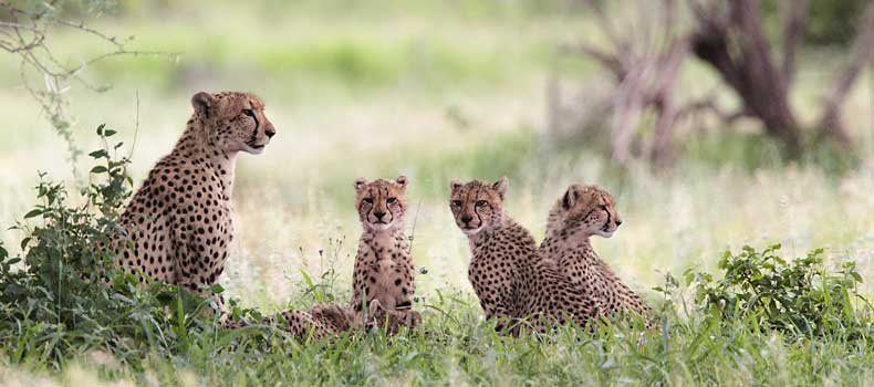 Cheetah mother with cubs, Kruger National Park, South Africa