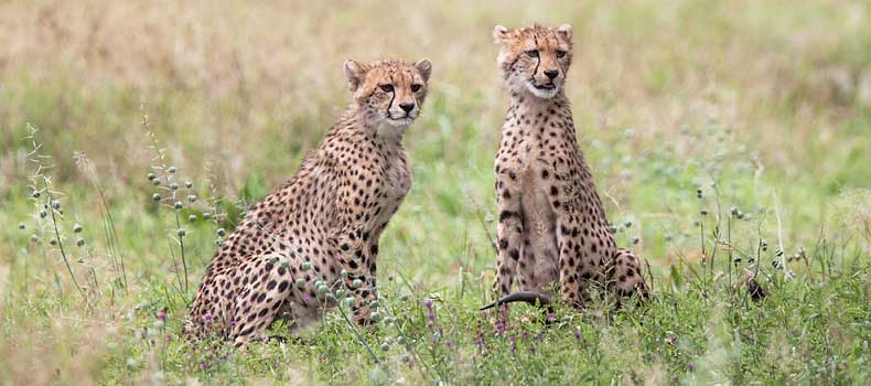 Pair of young cheetahs alert for danger, Kruger National Park, South Africa