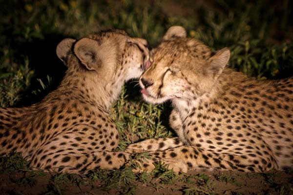 Cheetahs grooming