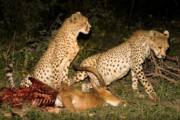Cheetah on impala kill
