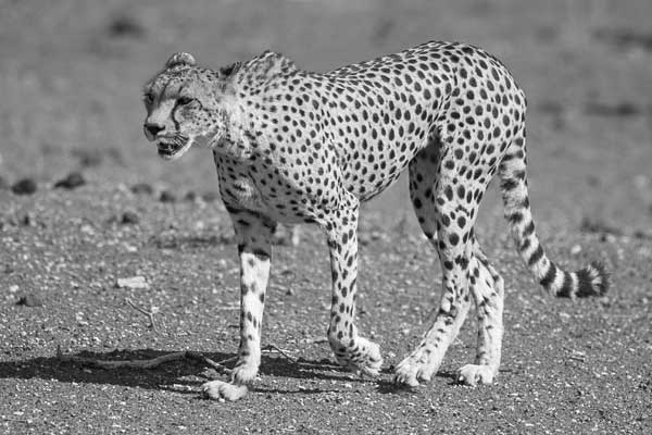Cheetah walking through open ground