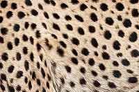 Cheetah spots, close-up