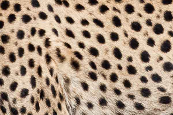 Cheetah fur and spots, close-up