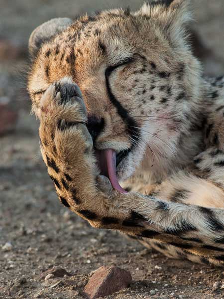 Cheetah licking its paw