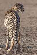 Cheetah looking back over shoulder