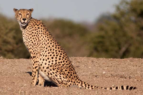 Cheetah sitting on its haunches in open terrain