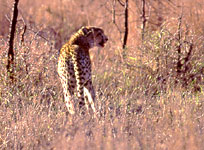 cheetah watches as hyena approach