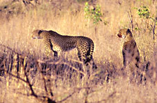 cheetahs watch as hyena approach