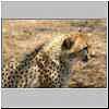 Cheetah head and torso, side view
