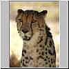 King Cheetah portrait