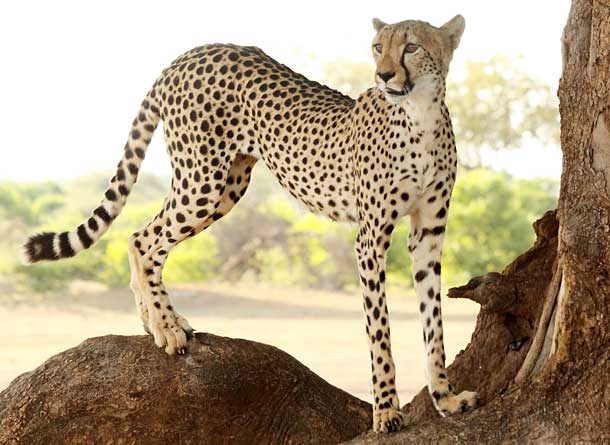 Cheetah Standing on Tree Stump
