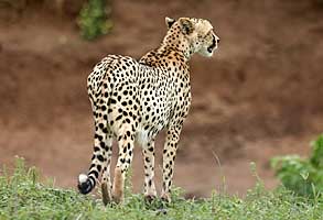 Cheetah on edge of riverbed