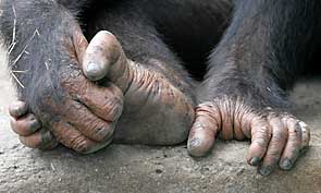 Chimpanzee hand and feet