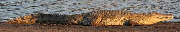 Nile crocodile (Crocdylus niloticus) lying in the sun