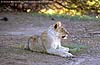 lion cub, Botswana