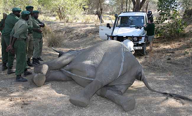 Dead elephant being turned over