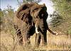 Photo of elephant showing its tusks, Kruger Park