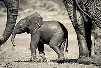 Elephant baby with adults