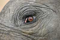 Elephant eye, extreme close-up