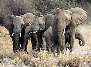 Elephant group banding together for protection