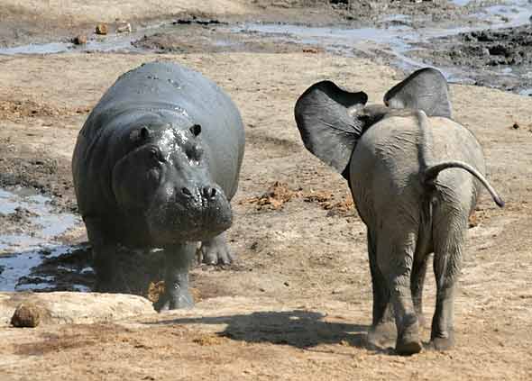 Young elephant confronts hippo