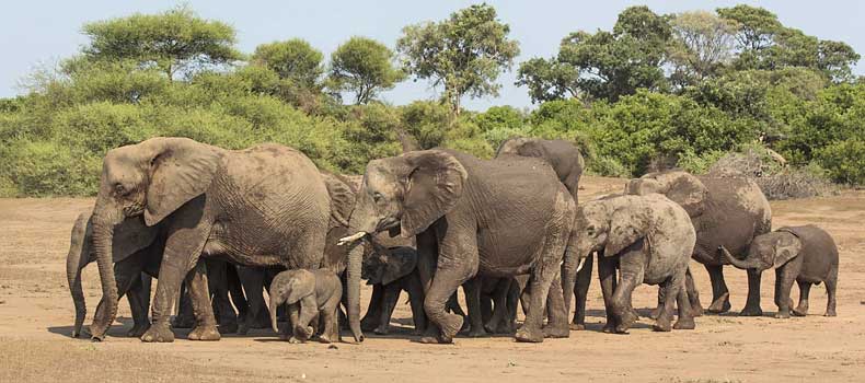 Elephant herd including juveniles, Mashatu Game Reserve, Botswana