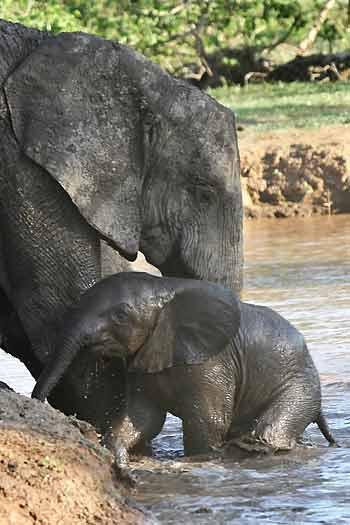 Elephant helping baby from water