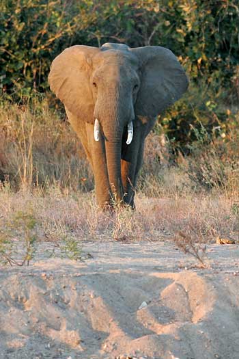 elephant on dry riverbank, Ruaha National Park, Tanzania