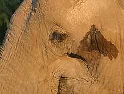Elephant secretion from temporal gland