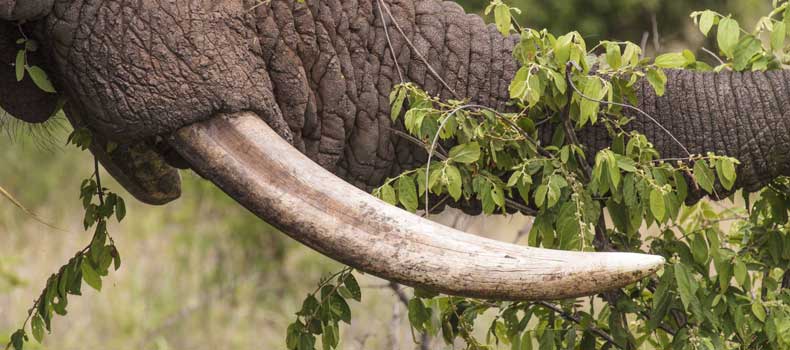 Elephant tusk, close-up, Kruger National Park, South Africa