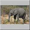 Juvenile elephant using trunk