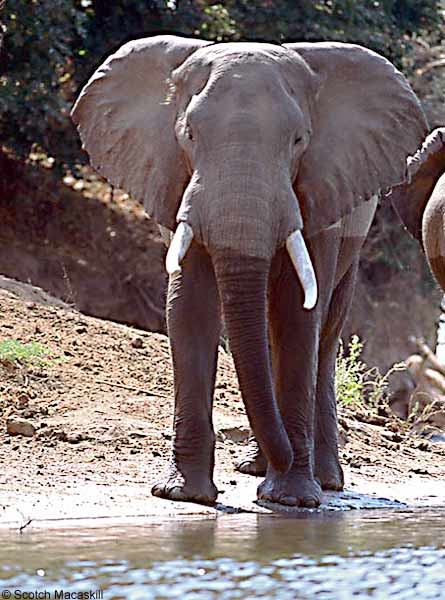 Elephant on banks of Zambezi River