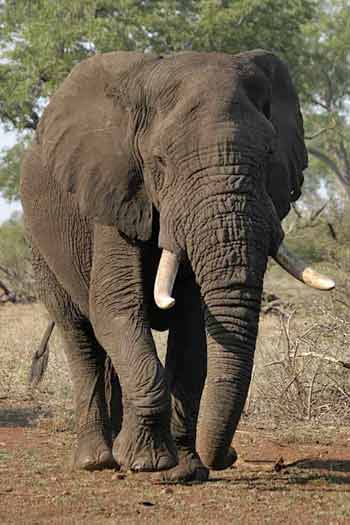 Bull elephant heading for waterhole, Kruger Park, South Africa