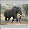 Elephant walking, side view