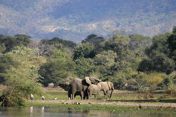 Elephant family on riverbank