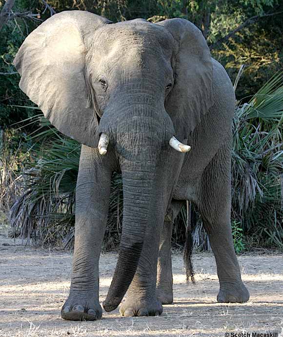 Bull Elephant, Lower Zambezi National Park