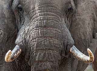 Elephant bull close-up
