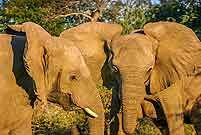 Elephant females, head shot
