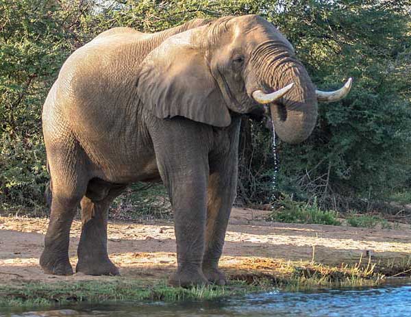 Elephant drinking from Zambezi River