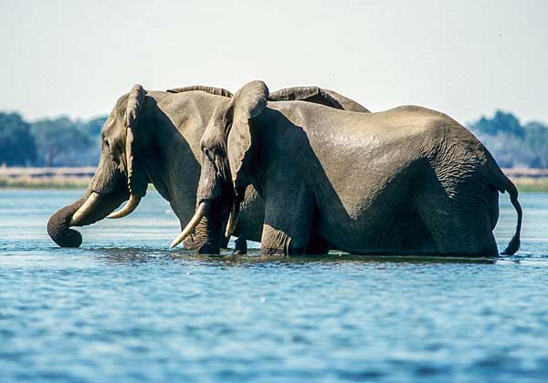 Elephant pair wading in Zambezi River