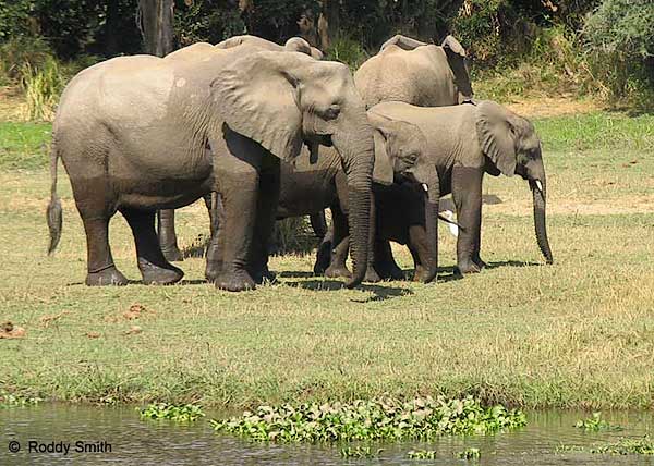 Elephant Family, Lower Zambezi National Park, Zambia
