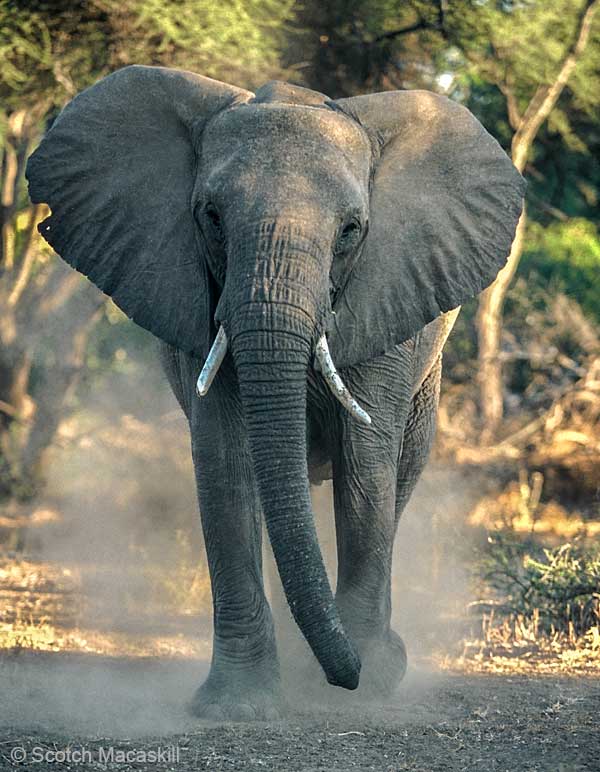 elephant stirring up dust, Northern Tuli Game Reserve, Botswan