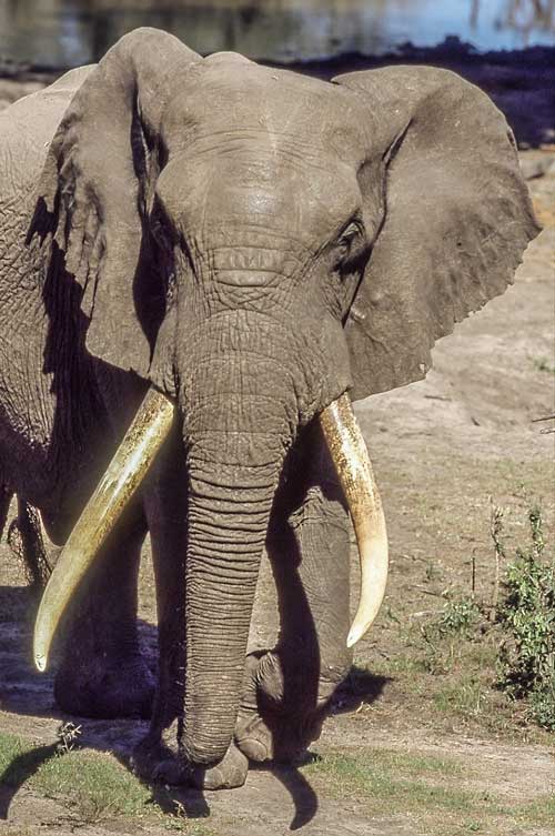 Elephant bull with huge tusks, close up