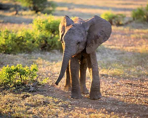 Photo of Baby Elephant